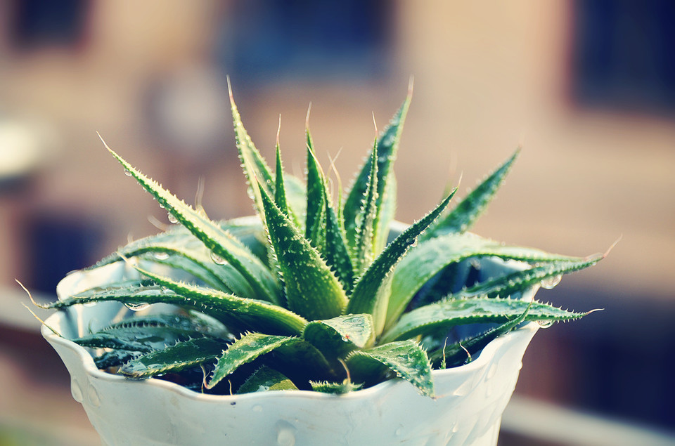 【扬州绿之源环保】VOCs废气治理:那些神奇的植物你知道吗? 【扬州绿之源环保】VOCs废气治理:那些神奇的植物你知道吗?