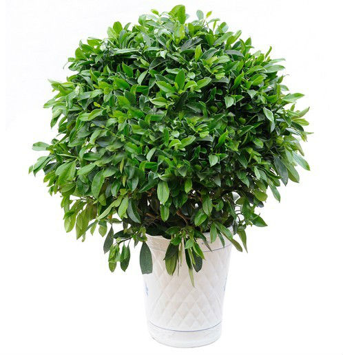 【扬州绿之源环保】VOCs废气治理:那些神奇的植物你知道吗? 【扬州绿之源环保】VOCs废气治理:那些神奇的植物你知道吗?