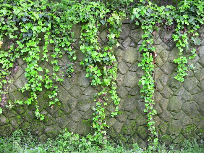 【扬州绿之源环保】VOCs废气治理:那些神奇的植物你知道吗? 【扬州绿之源环保】VOCs废气治理:那些神奇的植物你知道吗?