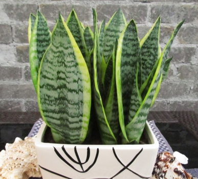 【扬州绿之源环保】VOCs废气治理:那些神奇的植物你知道吗? 【扬州绿之源环保】VOCs废气治理:那些神奇的植物你知道吗?