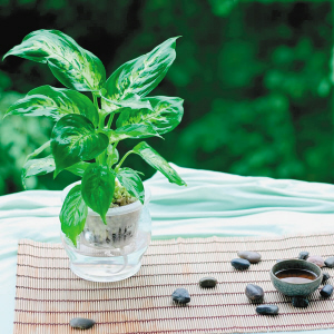 【扬州绿之源环保】VOCs废气治理:那些神奇的植物你知道吗? 【扬州绿之源环保】VOCs废气治理:那些神奇的植物你知道吗?