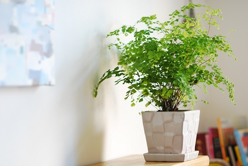 【扬州绿之源环保】VOCs废气治理:那些神奇的植物你知道吗? 【扬州绿之源环保】VOCs废气治理:那些神奇的植物你知道吗?